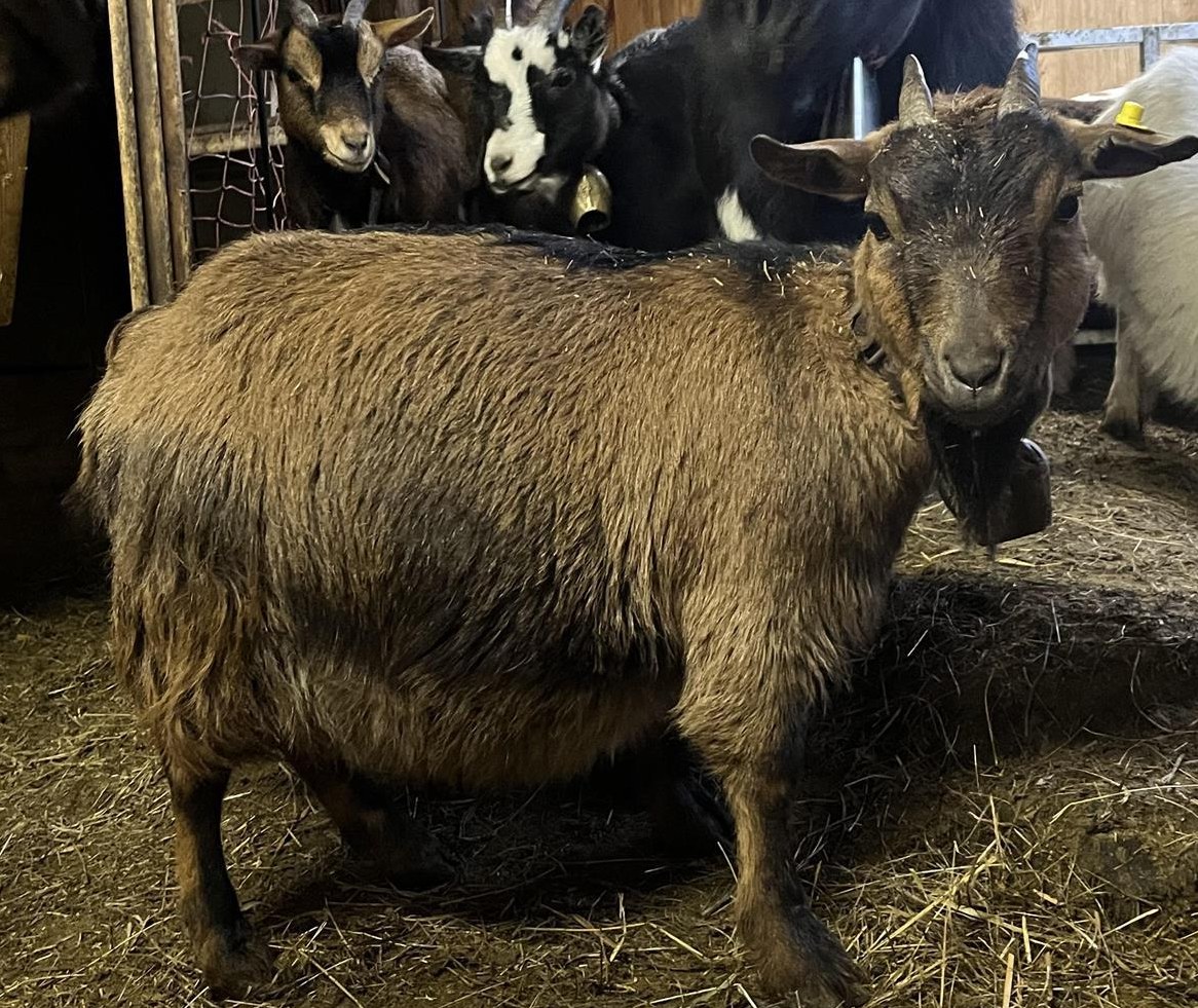 Zwergziege trächtig sucht ein Zuhause