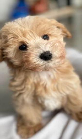 Maltipoo (Malteser, Pudel) Welpen suchen Zuhause