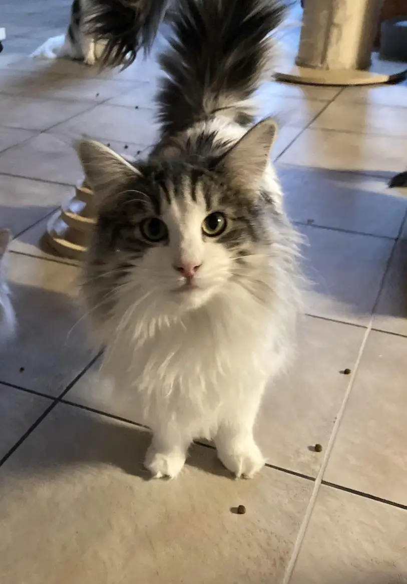 Norwegische Waldkatze sucht Lebensplatz