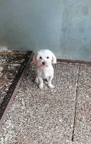 Brando, reinrassiger Malteser Ruede im Canile