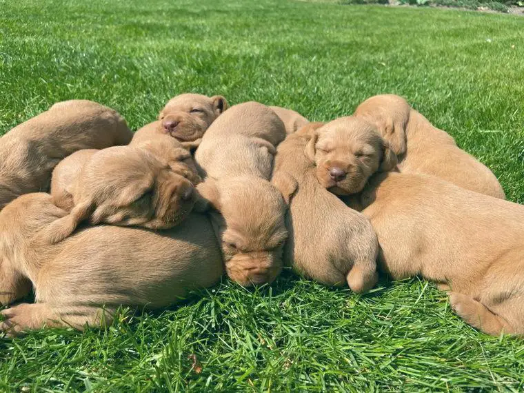 Wurfankündigung Drahthaar Vizsla Welpen (Ungarisch Drahthaar)