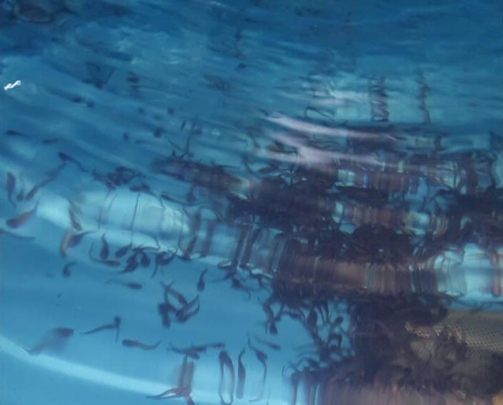 Welse (Waller) 10 - 15 cm