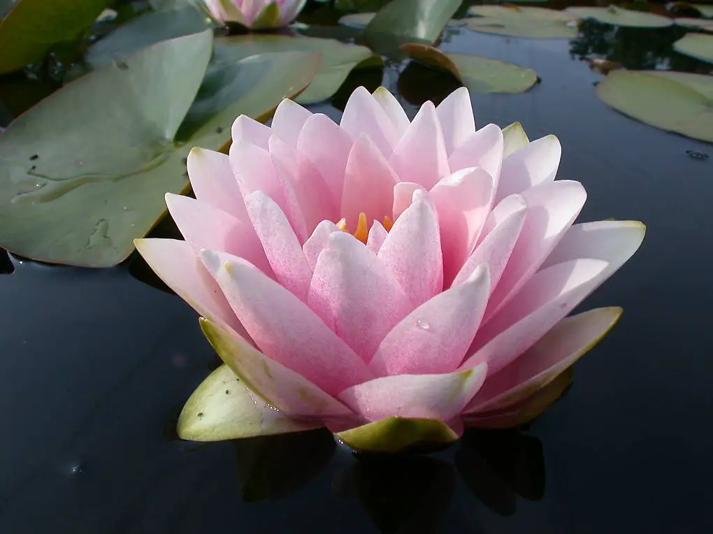 Seerose Teichpflanze Nymphaea "Madame Wilfron Gonnère"