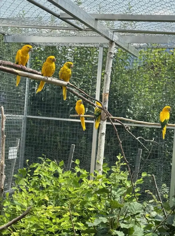 Kräftige Goldsittiche zu verkaufen