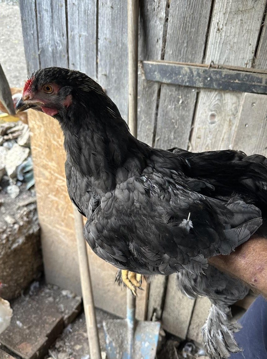 Brahma Hähne suchen ein Zuhause