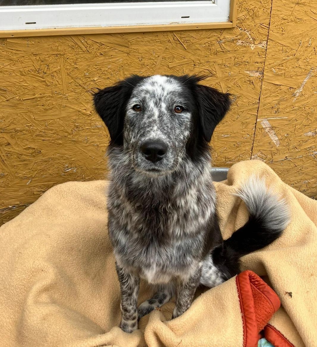 Holly, junge Mischlingshündin kastriert, braucht viel Hundeerfahrung