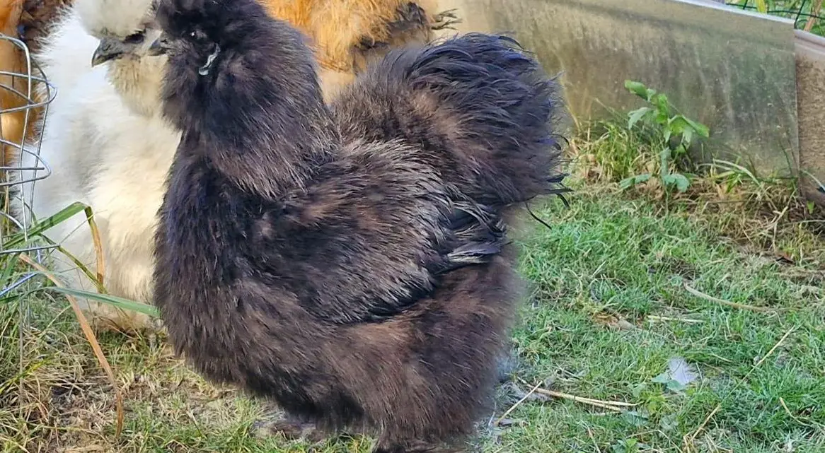 Seidenhuhn Hahn abzugeben ca 4 Monate alt