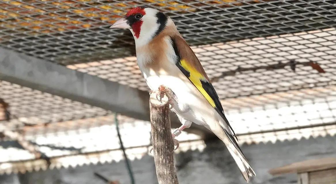 Stieglitz Mayor Männchen