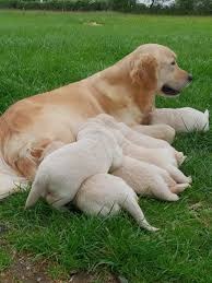 Superbes chiots golden retriever
