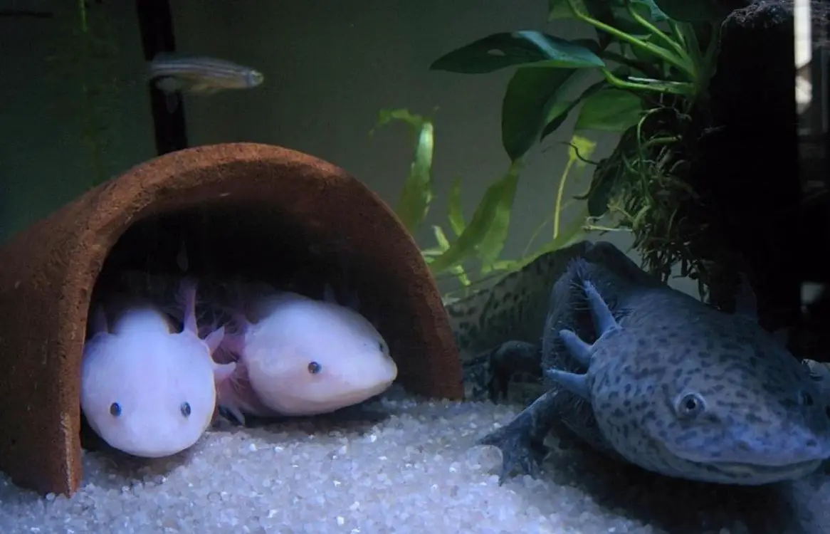 3 Axolotl suchen ein neues Zuhause