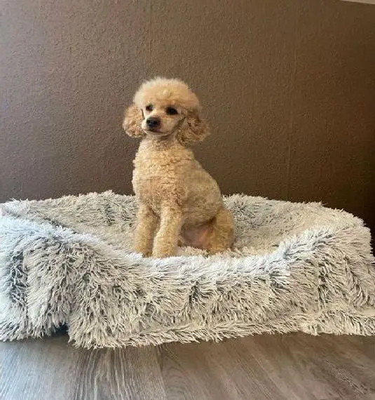 Kleinpudel Hündin Debby sucht ein Zuhause