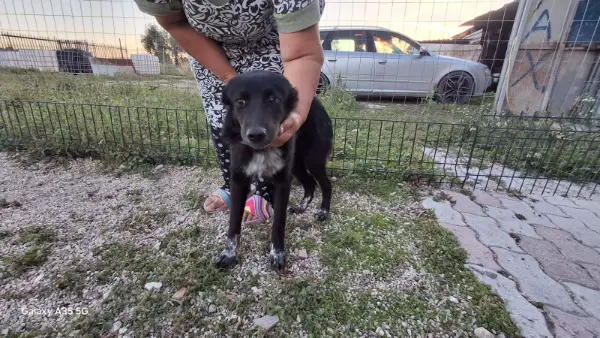 Border Collie Mischlings Welpen