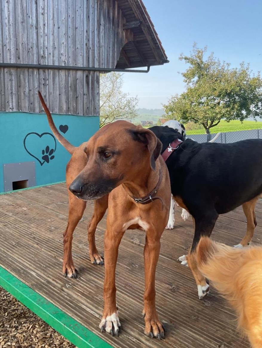 Rhodesian Ridgeback Rüde Bubu, tierlieb, familiär und absolut toll