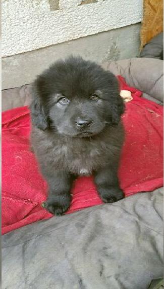 Wünderschöne Do-Khyi- Welpen