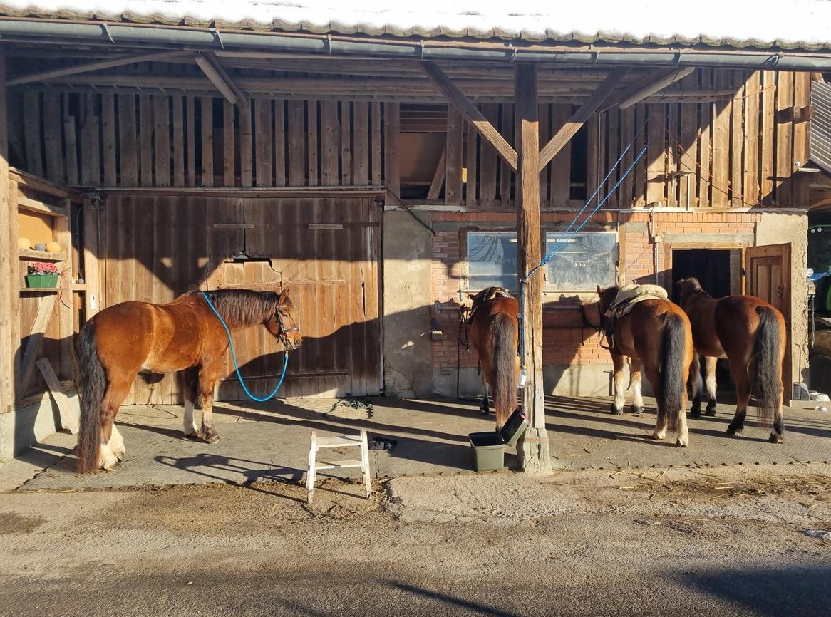 Reitbeteiligung: ReiterInnen gesucht für 2 - 3x pro Woche