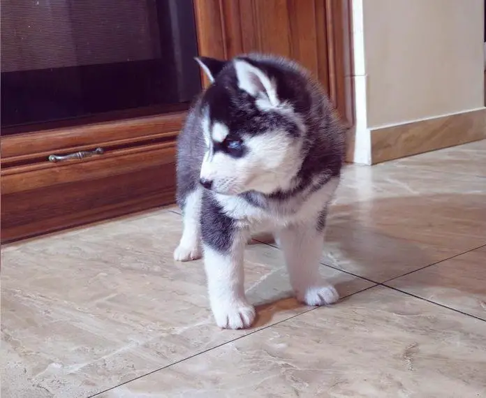 FCI Pedigree Blue Eyed Black & White Siberian Husky Welpen Champion Puppy