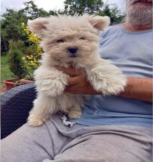 Coton de Tulear Baby