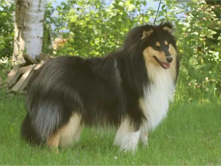 Collie-Jungrüde tricolour in verantwortungsbewusste Hände abzugeben
