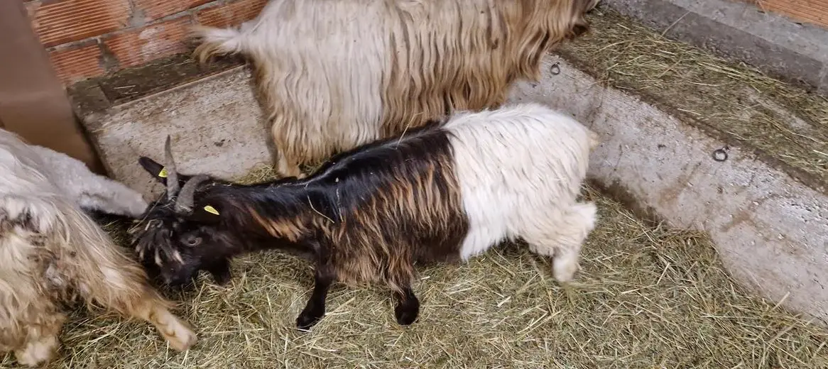 1-jährige Kupferhalsziege zu verkaufen