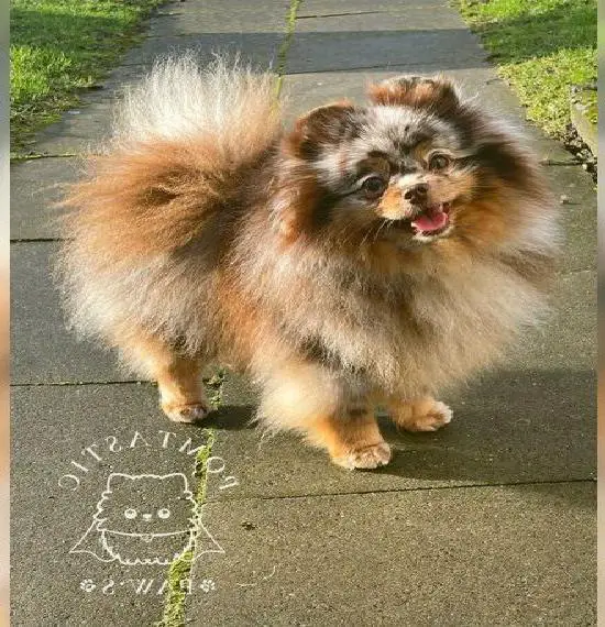 Wurfplanung Pomeranian Zwergspitz Schoko - Merle - Tan