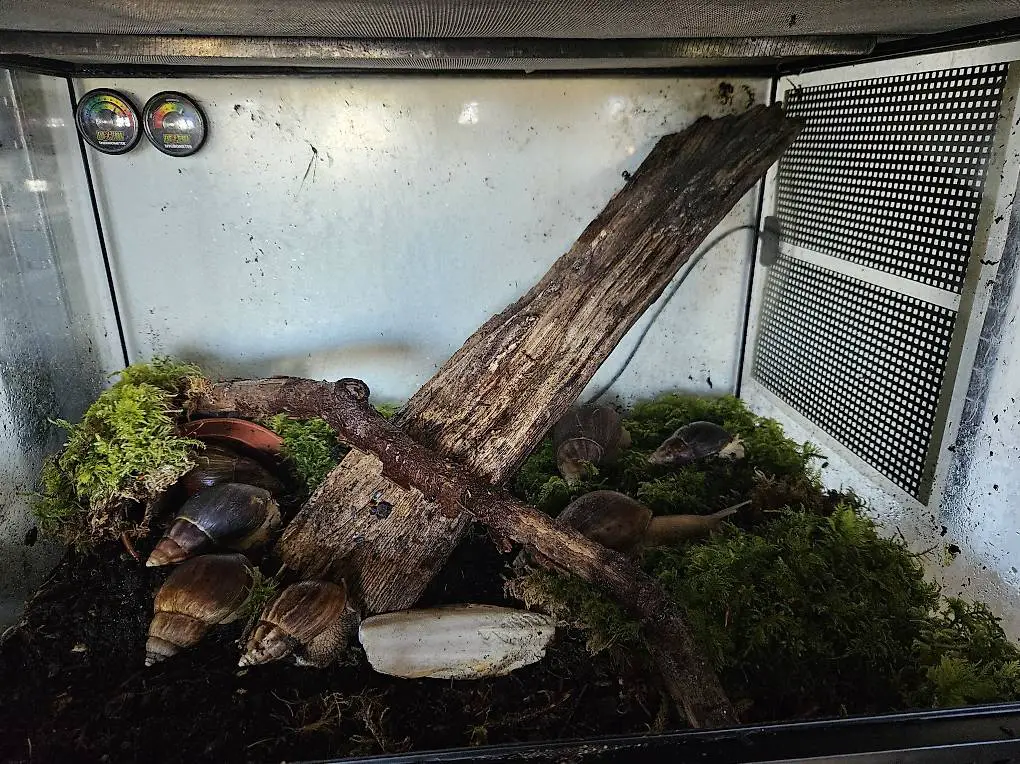 Achatina Fulica White Jade Jungtier