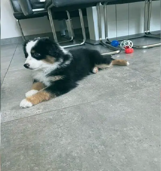 Miniature (Aussie) Australian Shepherd Rüde