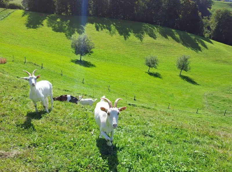 Kleine Ziegenherde zu verkaufen