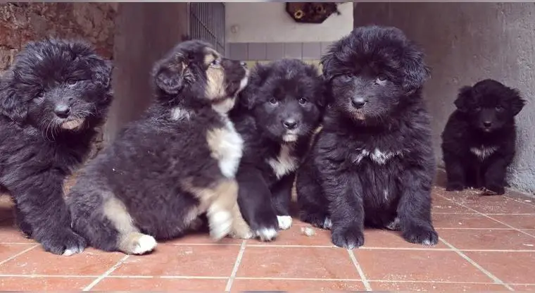 DoKhy Mischlingswelpen