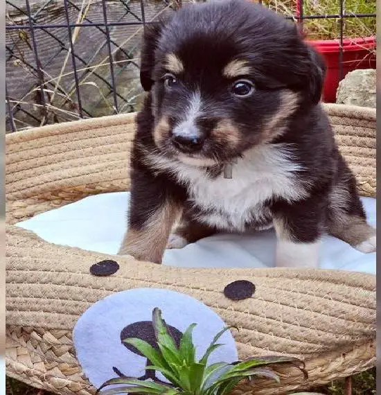 Border Collies vom Steinbachtal