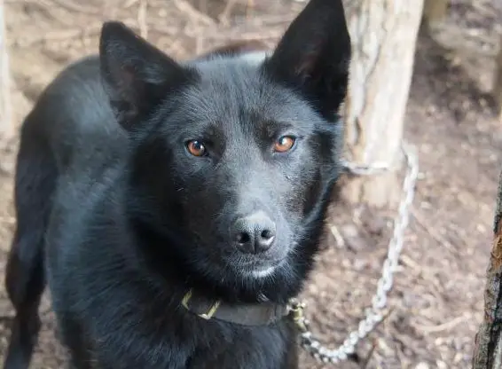 Biete Hundebetreuung, Dogsitting, Hunde spazieren, Training