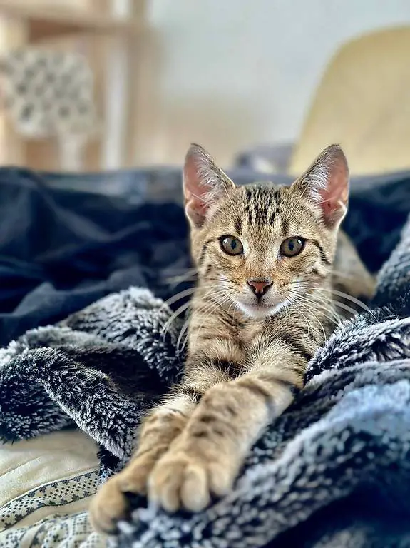 Bengal-Mischlingskater zu verkaufen 1 Jahr alt, kastriert