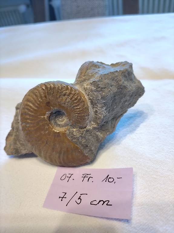 Fossilien Ammonit klein