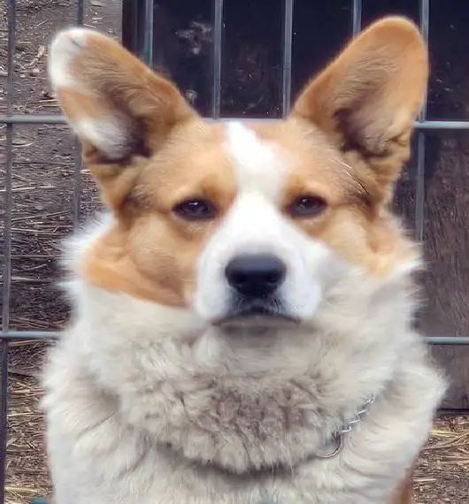 Welsh Corgi Cardigan