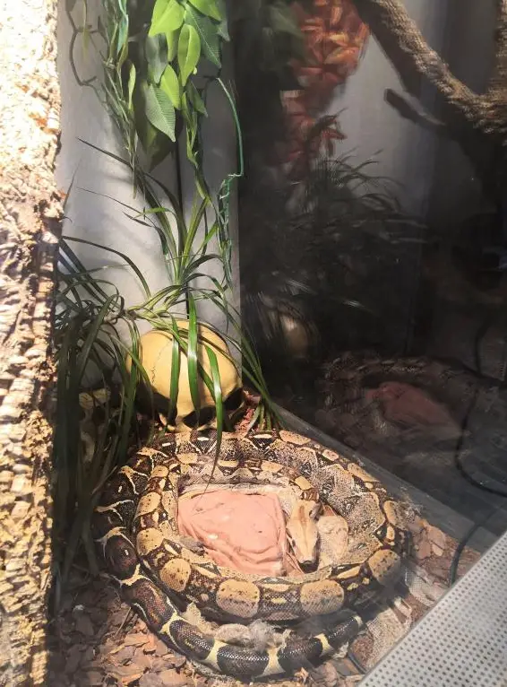 16-jährige Boa constrictor inkl. Terrarium zu verkaufen