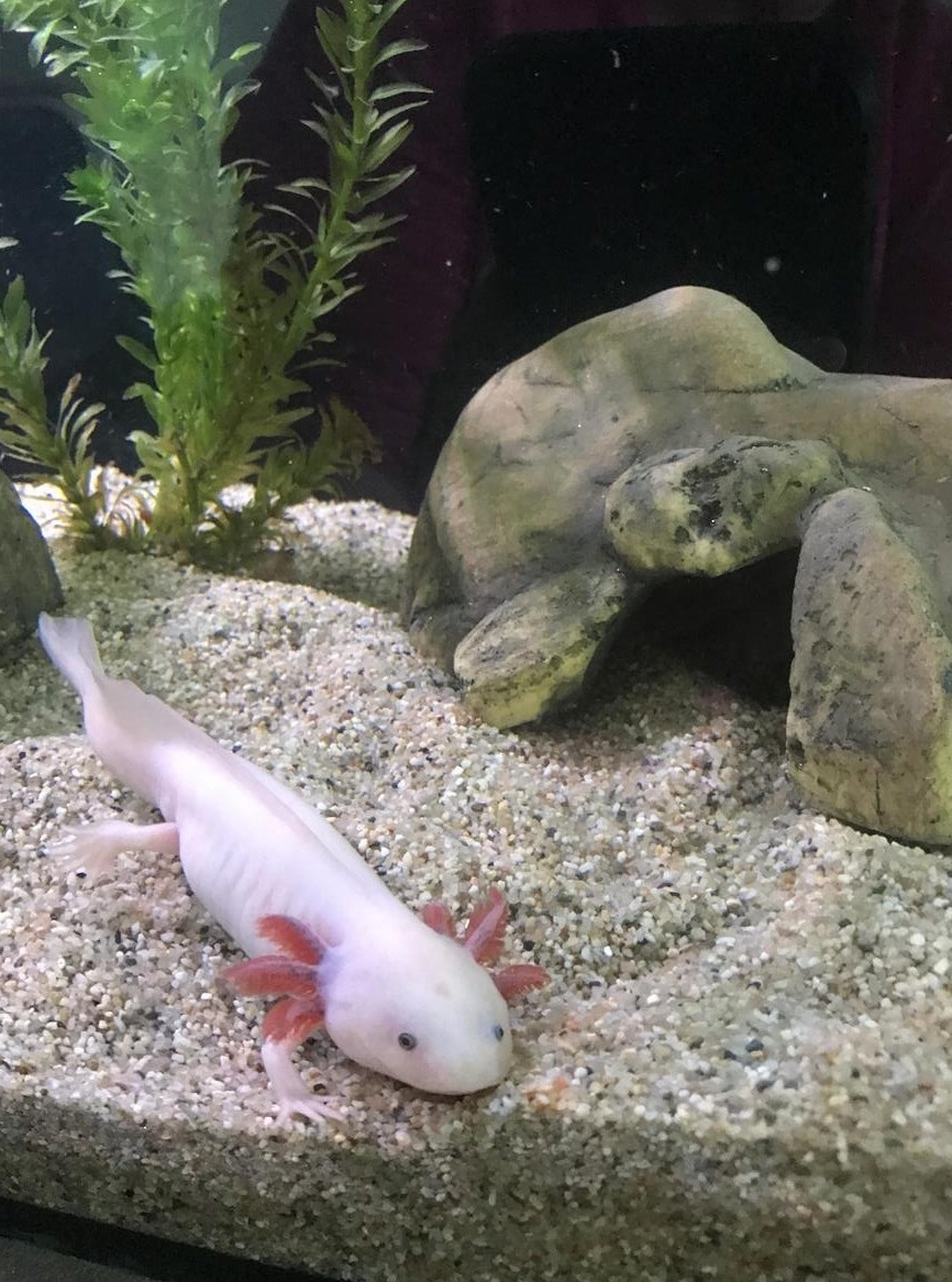 Hakennasennatter Babys NZ 24 zu verkaufen