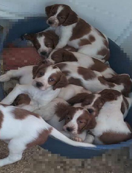 Irisch Red and withe Setter