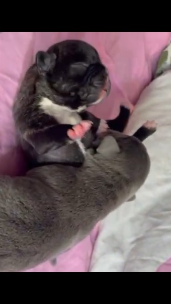 Französische buldogge welpen