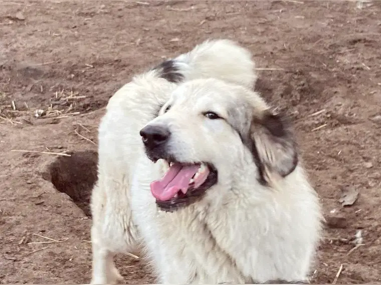 Pyrenäenberghund Rüde und Hündin