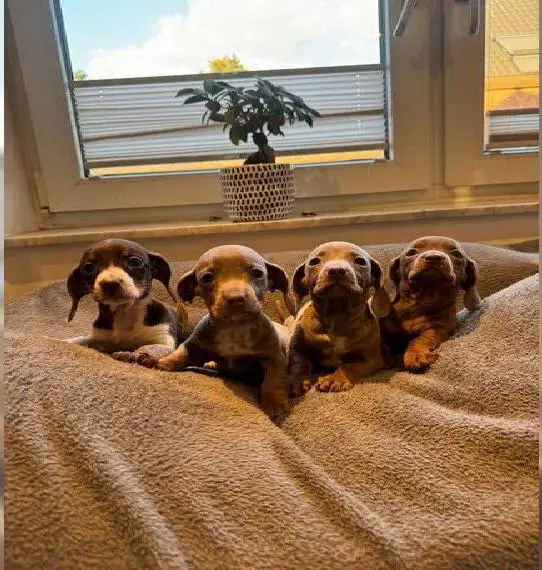 Zwergdackel in Sonderfarbe Rüden