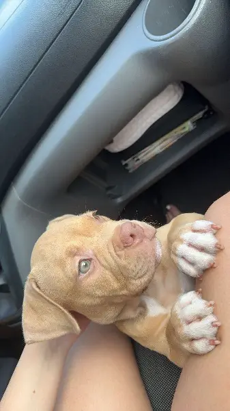 Chien à vendre: Américain bully Pocket