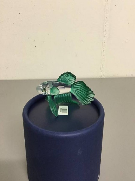 Schleierkampffisch Grün