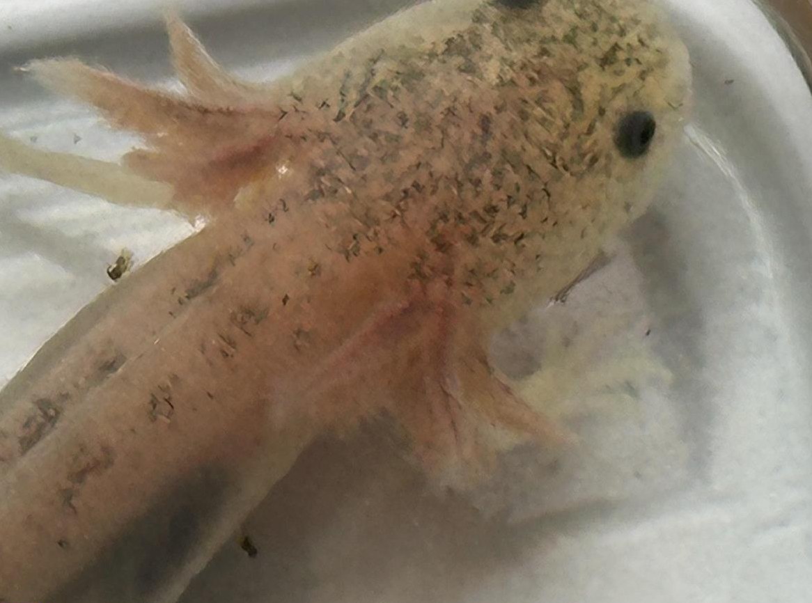 Axolotl Jungtiere zu verkaufen vom Züchter in deiner Nähe