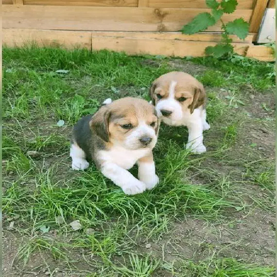 Beagle Welpen mit Papieren