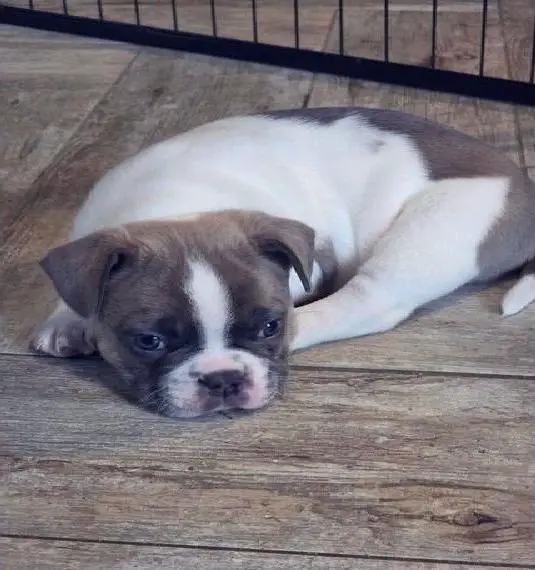 Gesunde Französische Bulldoggen Welpen mit mehr Nase