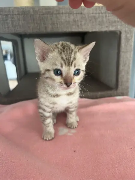 Bengalkitten