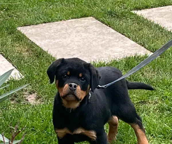 Chiot Rottweiler mâle de 2.5 mois