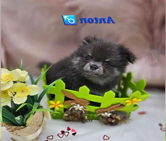 Farblich wunderschöne Chihuahua/Pomeranian mit Ahnentafel