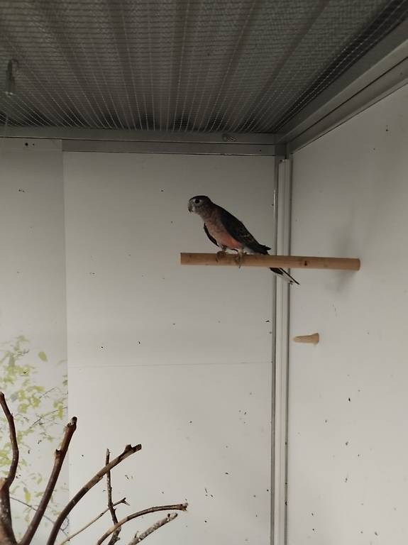 Bourkesittiche abzugeben – Paar oder Gruppe