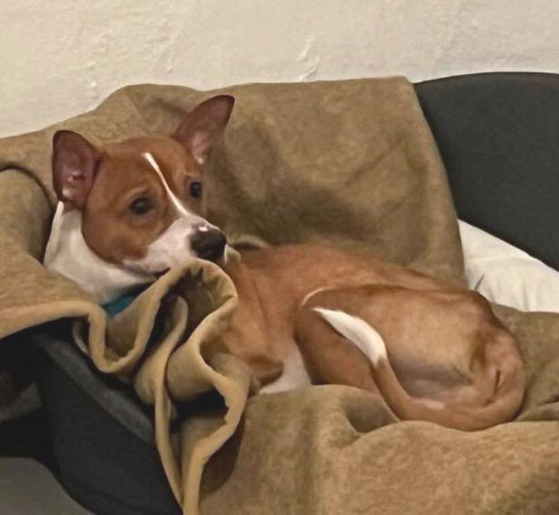 Basenji