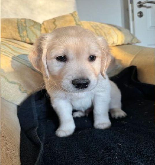GoldenRetriever / Labrador / Goldador Mischlinge aus privater liebervoller Hausaufzucht.